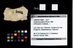 Foto (Objekt + Etikett) von Oxythyreus gibbus (Reuss, 1858)  (NHMW-GEO-1990-0041-2688)